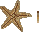 star-fish