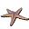 star-fish.png