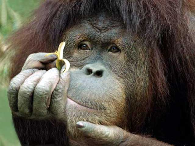 conscious_animal[1].jpg
