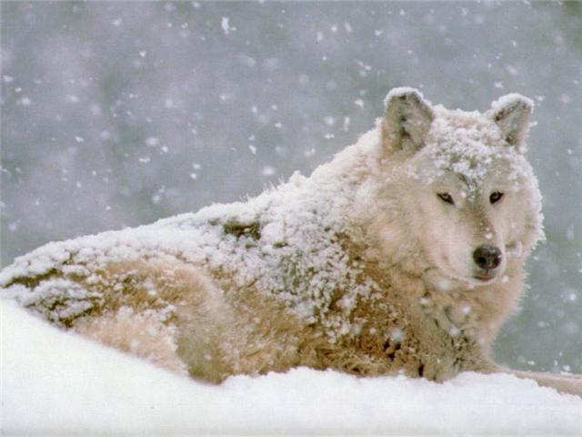 white wolf3.jpg