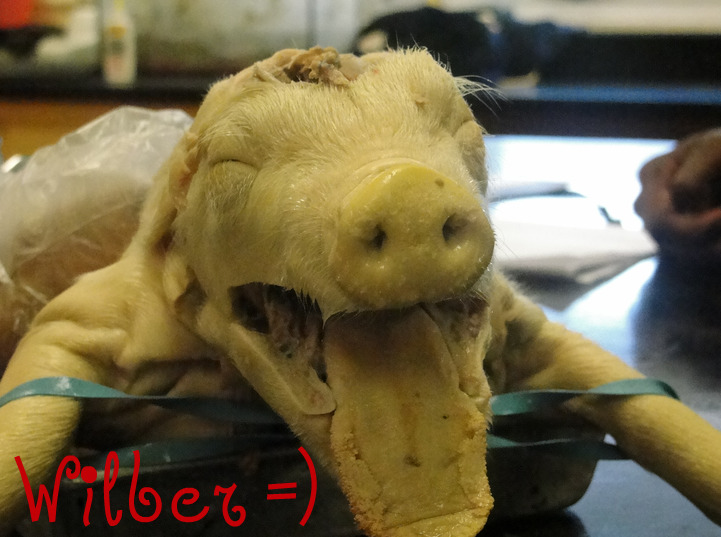 snip_piggy1.jpg