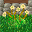 strawflower_grass_woodhousebricks.png